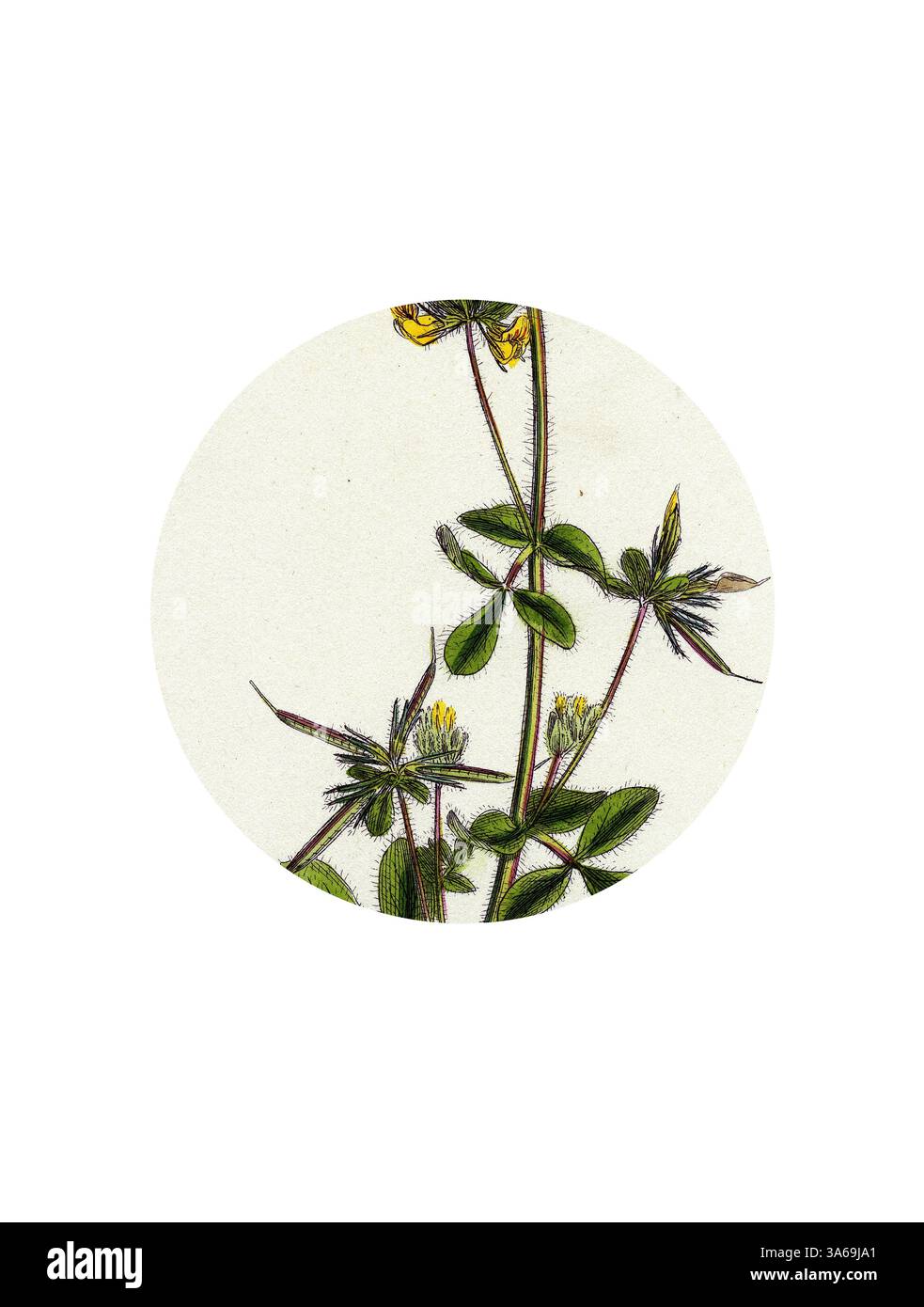 Une illustration délicate d'une plante à fleurs, avec des tiges minces, des feuilles vertes éclatantes et de petites fleurs jaunes, le tout sur un fond doux et neutre. Art classique avec une touche moderne réinventé par Artotop, transformé Lotus hispidus Short-Podded Small Bird's-Foot Trefoil Banque D'Images