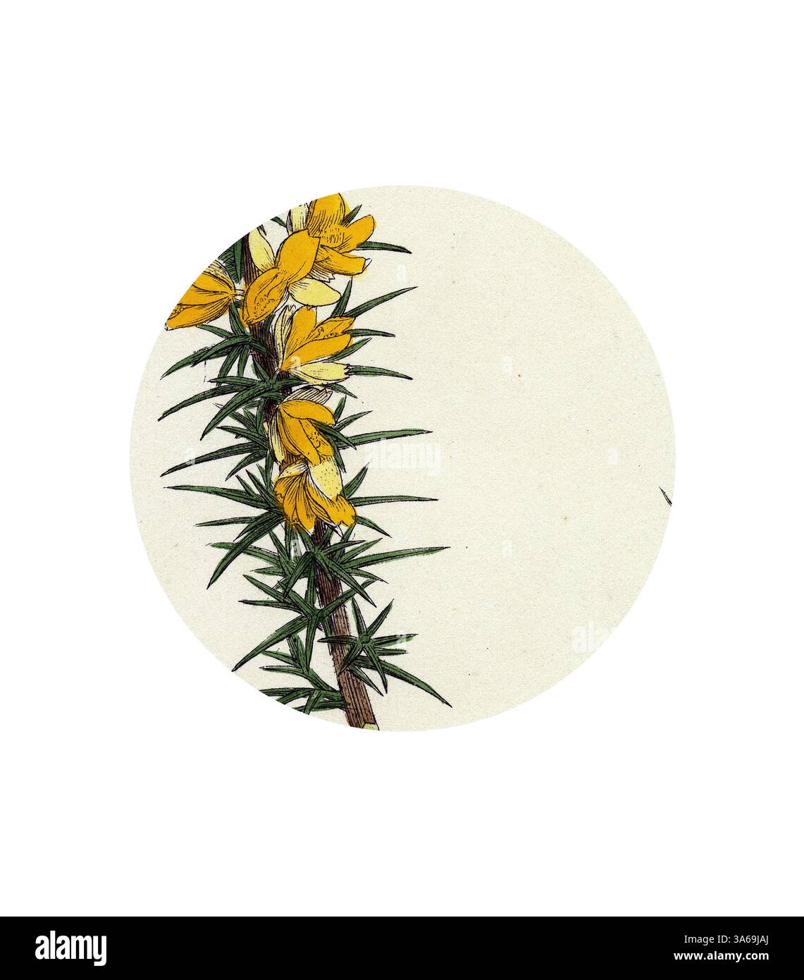 Un délicat groupe de fleurs jaune vif accompagné d'épines vertes vives, mettant en valeur la beauté des contrastes de la nature. Art classique avec une touche moderne réinventé par Artotop, transformé Ulex eu-nanus Dwarf Furze Banque D'Images