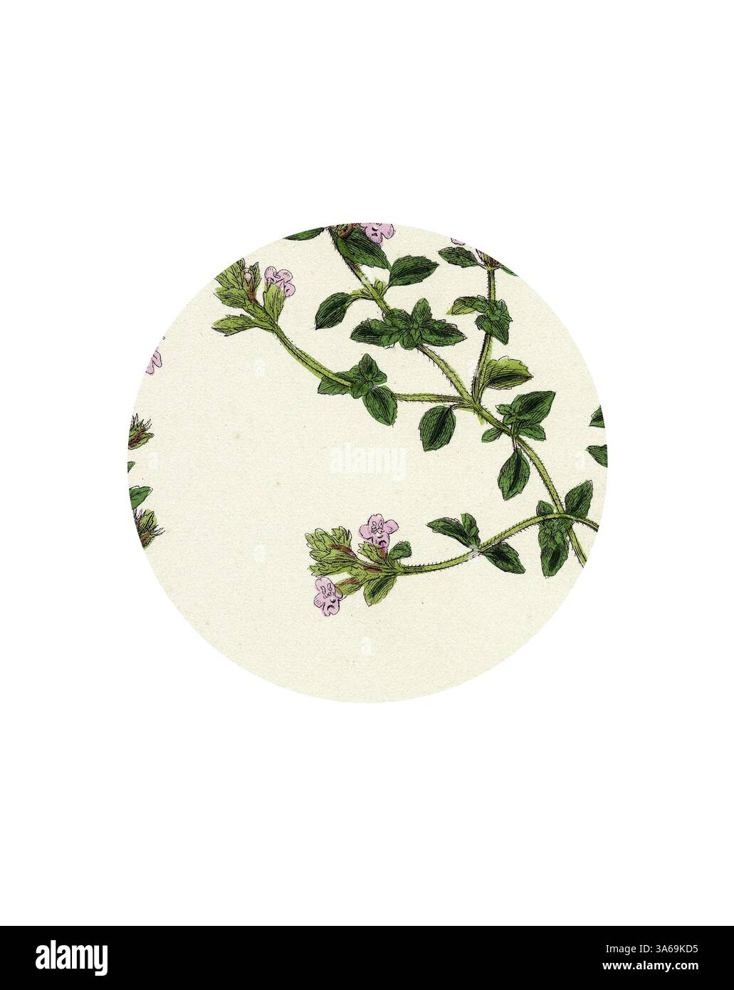 Une illustration délicate présente une branche de thym avec des fleurs violettes douces et des feuilles vertes luxuriantes, élégamment entrelacées sur un fond clair. Art classique avec une touche moderne réinventé par Artotop, transformé Calamintha Acinos Basil Thyme Banque D'Images