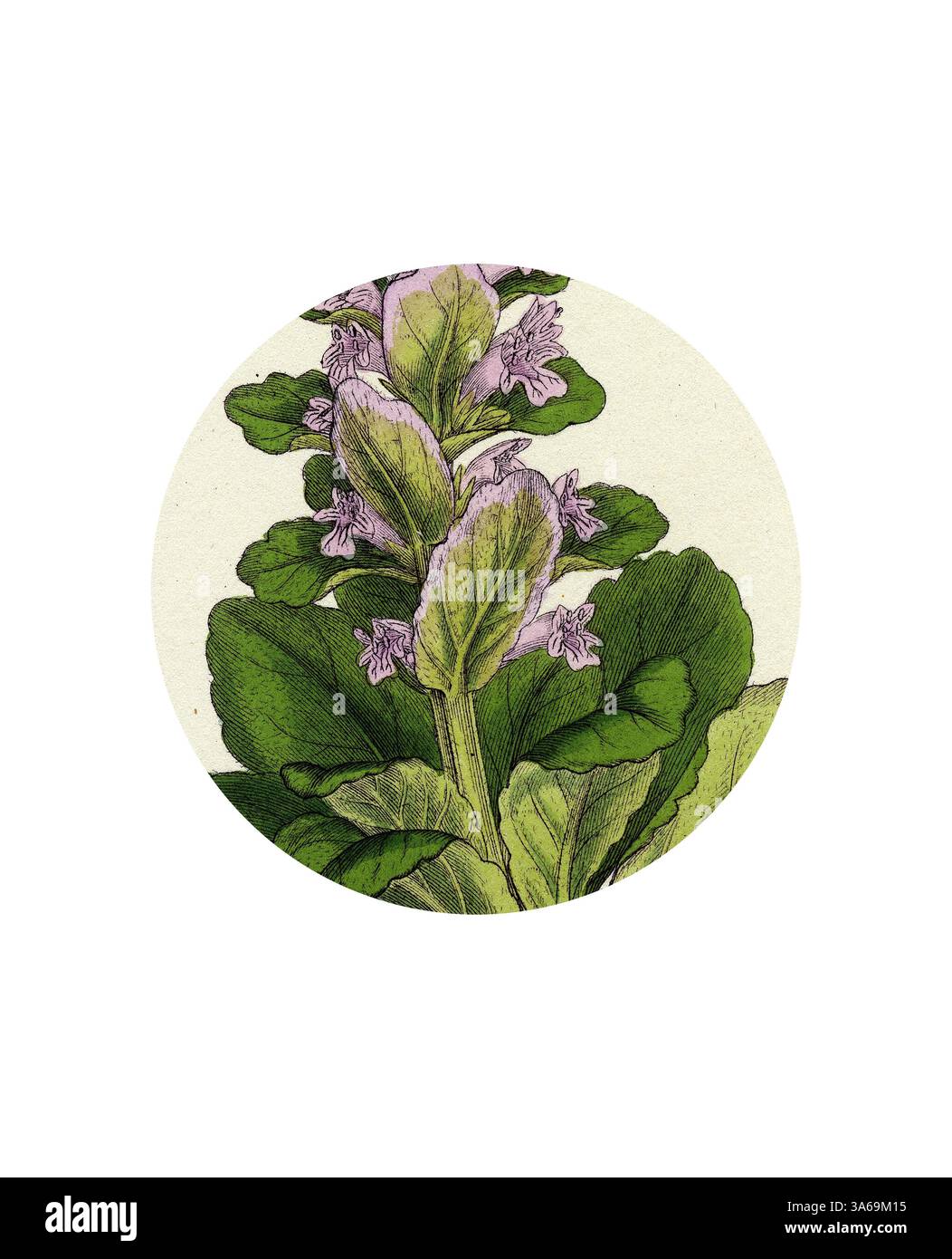 Une illustration détaillée d'une plante à fleurs avec des fleurs violettes vibrantes et des feuilles vertes luxuriantes, mettant en valeur les textures complexes du feuillage et des pétales, le tout sur un fond doux et neutre. Art classique avec une touche moderne réinventé par Artotop, transformé Ajuga Pyramidalis Pyramidalis Pyramidalis Bugle Banque D'Images