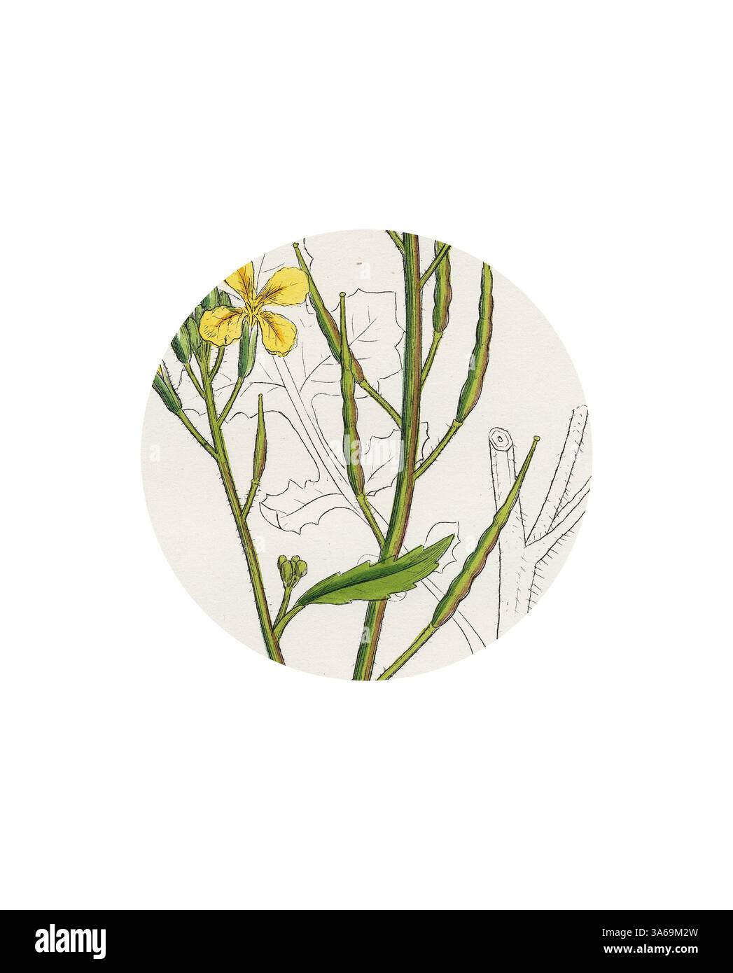 Une illustration délicate d'une plante à fleurs, mettant en valeur des fleurs jaunes vibrantes et des gousses vertes minces, complétées par de subtils croquis au crayon de feuilles et de tiges. Art classique avec une touche moderne réinventé par Artotop, transformé Raphanus Raphanistrum Wild Radish Banque D'Images