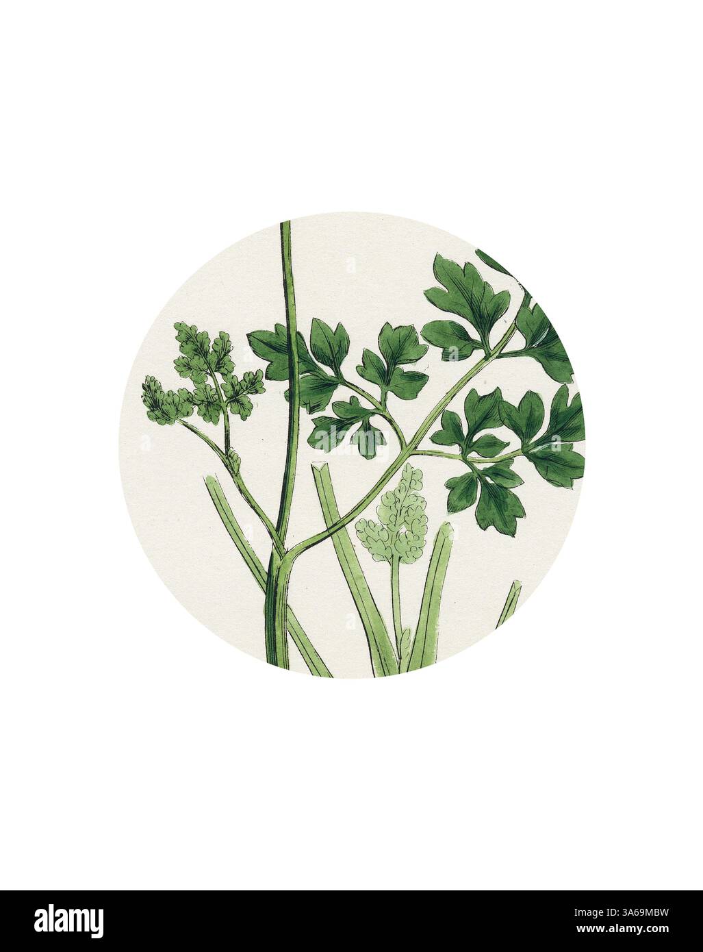 Tiges et feuilles vertes délicates avec des grappes de fleurs en bourgeonnement, mettant en valeur la beauté complexe d'une plante dans sa forme naturelle. Art classique avec une touche moderne réinventé par Artotop, transformé Corydalis Intea Yellow Fumitory Banque D'Images