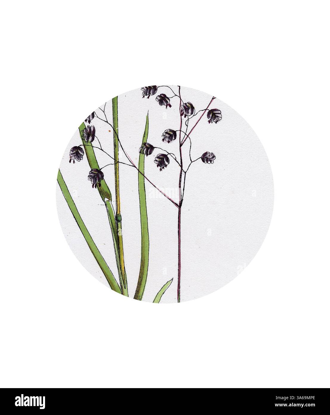 Une illustration délicate de fines herbes avec des fleurs tombantes en forme de cloche, mettant en valeur les détails complexes de la beauté de la nature. Art classique avec une touche moderne réinventé par Artotop, transformé Briza Media Common Quaking-Grass Banque D'Images