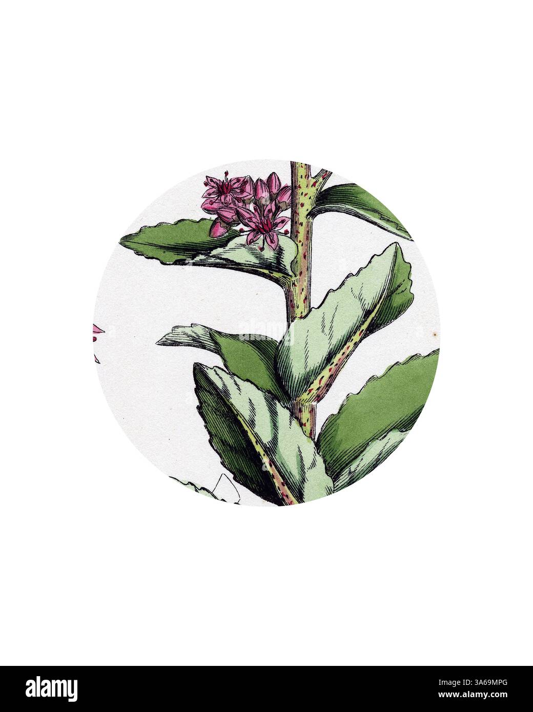 Une illustration détaillée d'une plante avec des feuilles allongées et de délicates fleurs roses, présentée dans un format circulaire. Art classique avec une touche moderne réinventé par Artotop, transformé Sedum purpurascens Orpine à feuilles larges Banque D'Images
