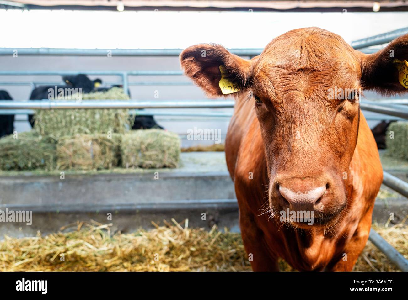 Portrait de jeune vache Red Devon dans une grange de ferme d'élevage Banque D'Images