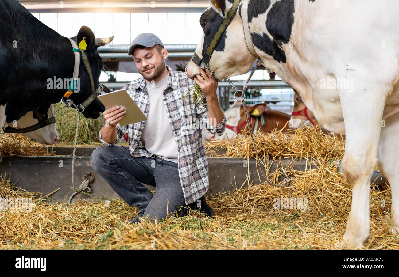 Agriculteur tenant une tablette numérique inspectant une vache à la ferme laitière. Banque D'Images