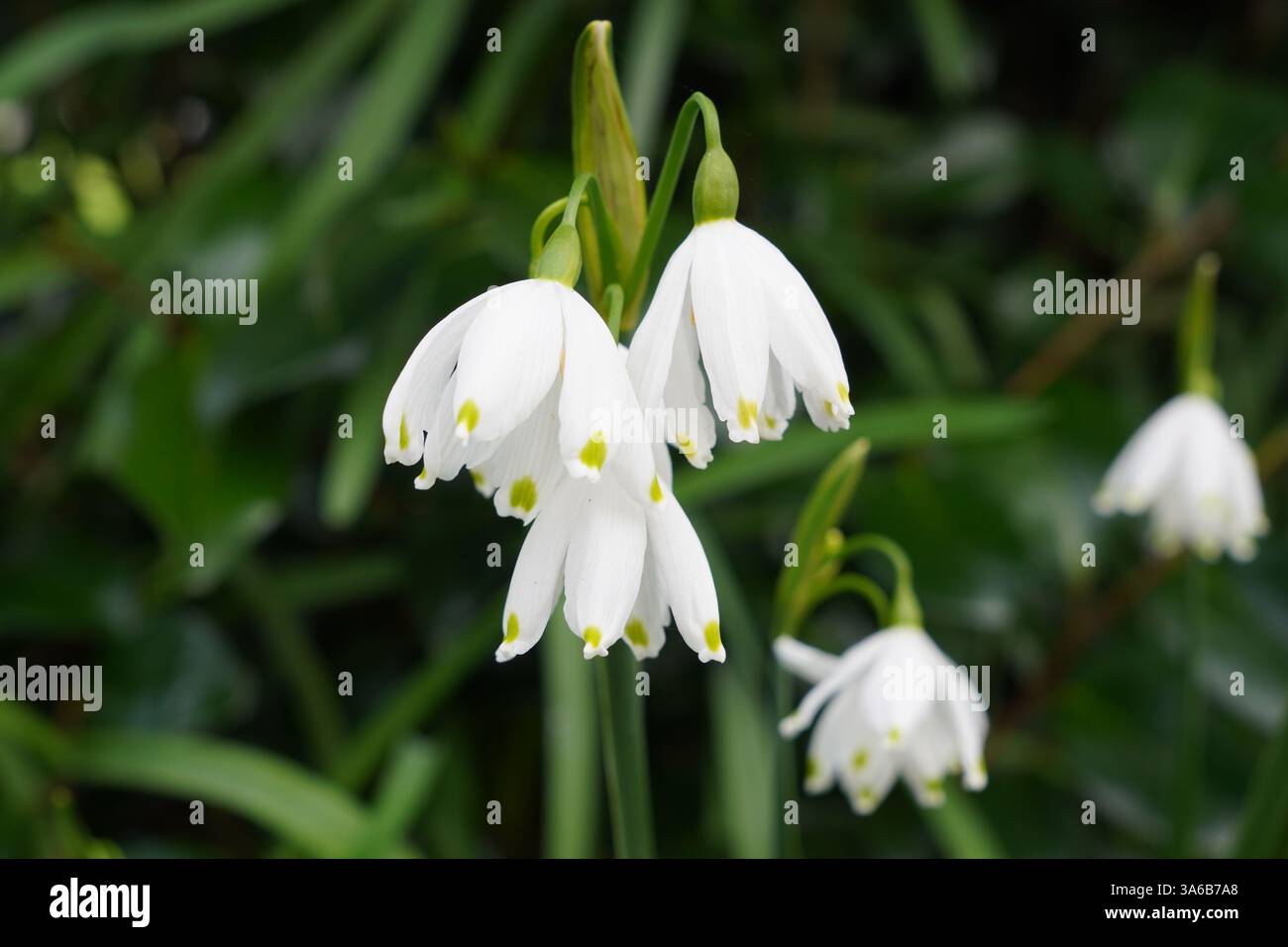 gouttes de neige blanches dans le jardin au printemps. Fleurs de Galanthus poussant dans une zone ombragée Banque D'Images