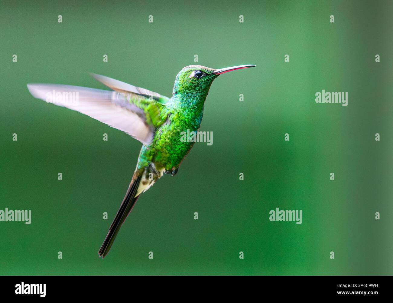 Un colibri émeraude cubain mâle (Riccordia ricordii) en vol. Cuba. Banque D'Images