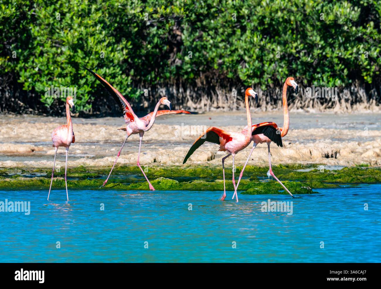 Un groupe de flamants américains (Phoenicopterus ruber) dans un lac. Cuba. Banque D'Images