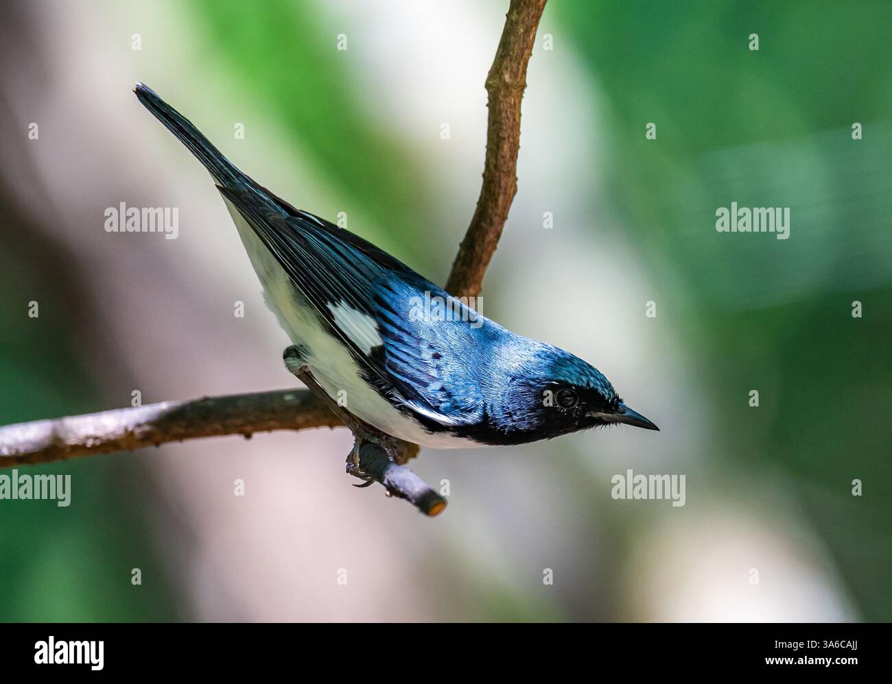 Une Paruline bleue à gorge noire (Setophaga caerulescens) perchée sur une branche. Cuba. Banque D'Images