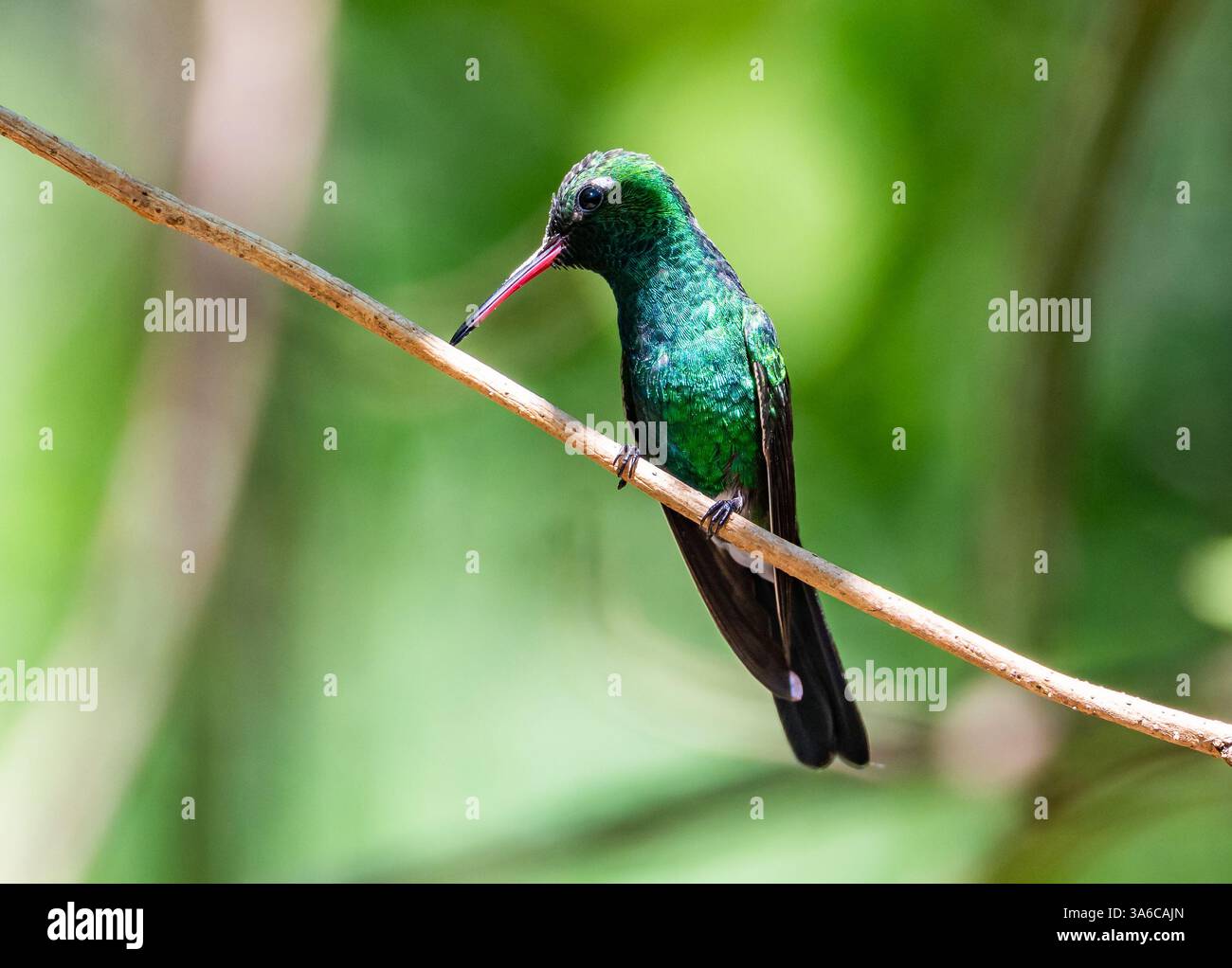 Colibri émeraude cubain mâle (Riccordia ricordii) perché sur une branche. Cuba. Banque D'Images