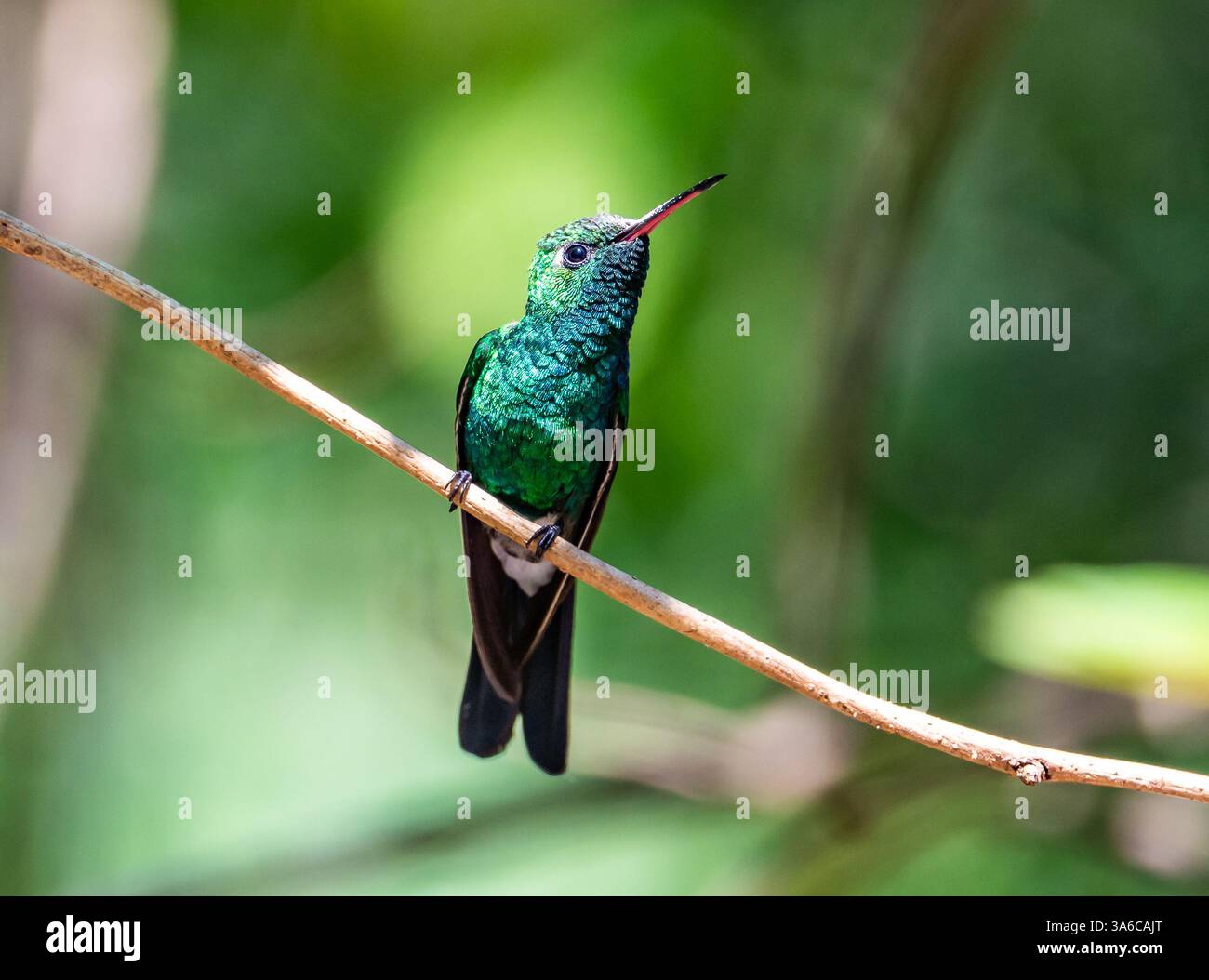 Colibri émeraude cubain mâle (Riccordia ricordii) perché sur une branche. Cuba. Banque D'Images