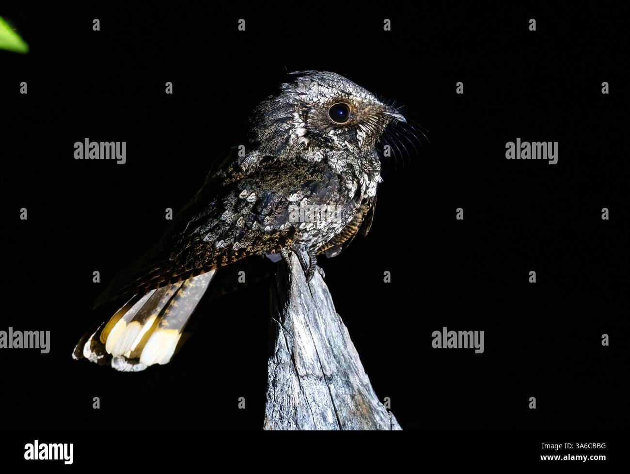 Un Nightjar cubain (Antrostomus cubanensis) perché sur une souche d'arbre la nuit. Cuba. Banque D'Images