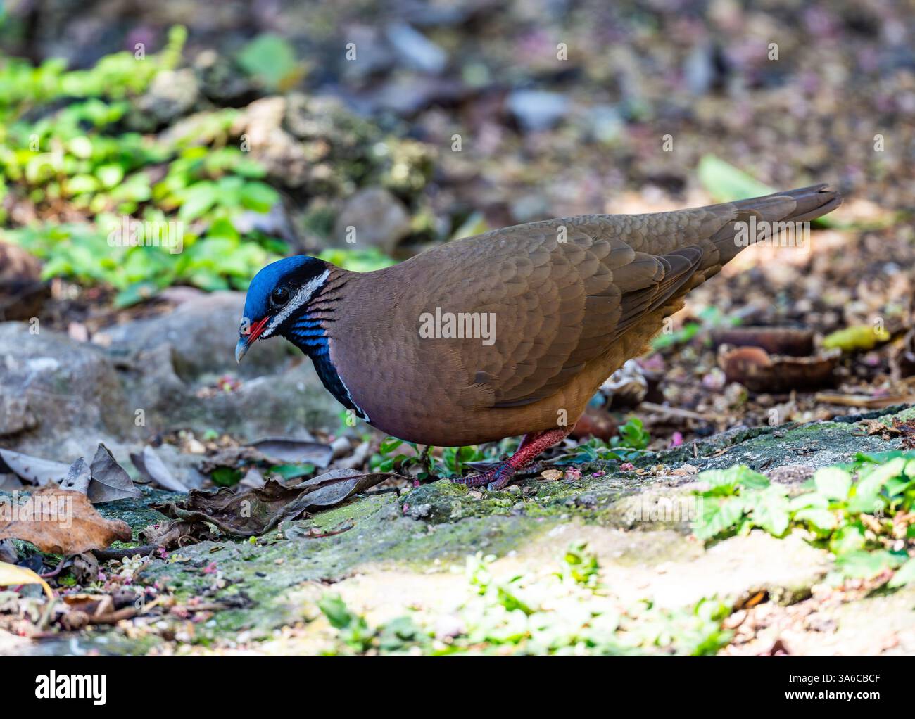 Une caille-colombe à tête bleue (Starnoenas cyanocephala) qui se nourrit en forêt. Cuba. Banque D'Images