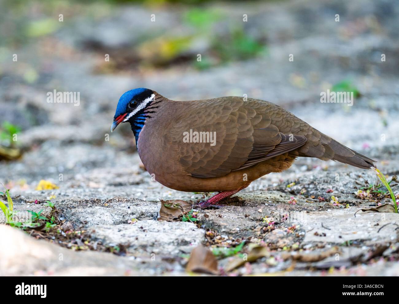 Une caille-colombe à tête bleue (Starnoenas cyanocephala) qui se nourrit en forêt. Cuba. Banque D'Images