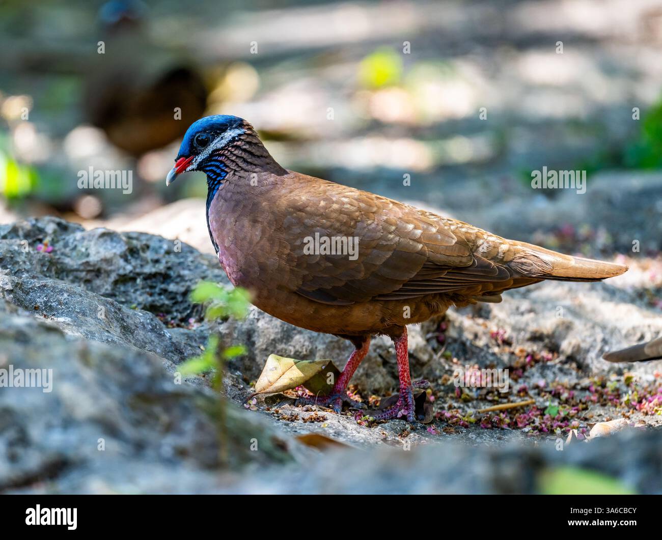 Une caille-colombe à tête bleue (Starnoenas cyanocephala) qui se nourrit en forêt. Cuba. Banque D'Images