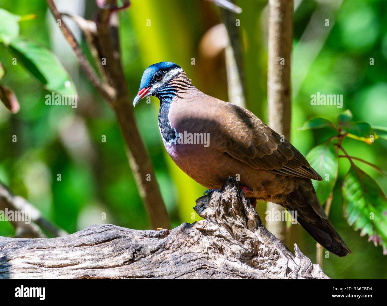 Une caille-colombe à tête bleue (Starnoenas cyanocephala) qui se nourrit en forêt. Cuba. Banque D'Images