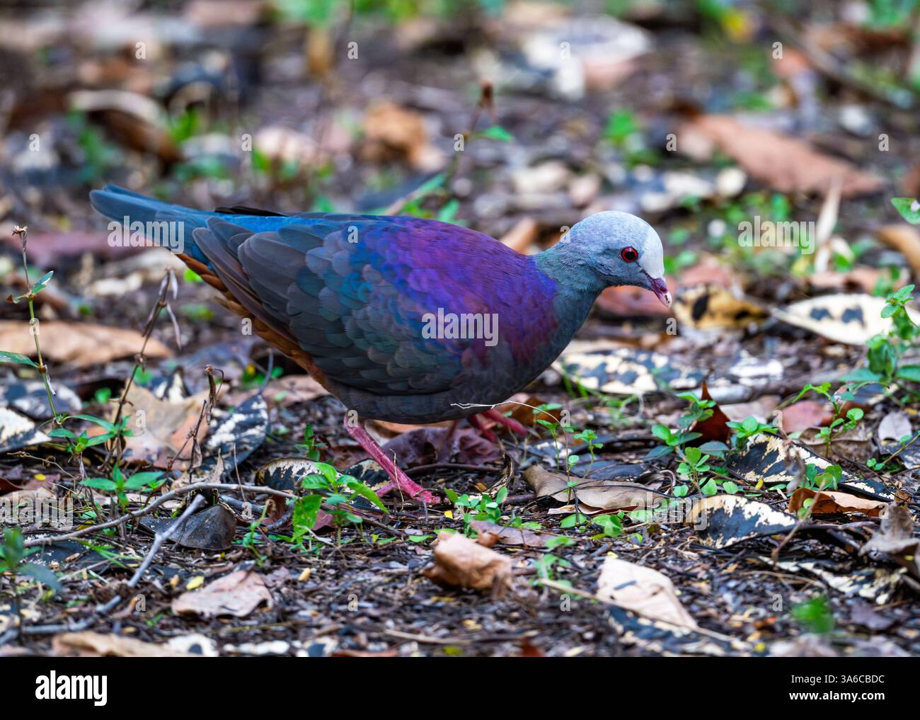 Une colombe à fronts gris (Geotrygon caniceps) qui se nourrit en forêt. Cuba. Banque D'Images