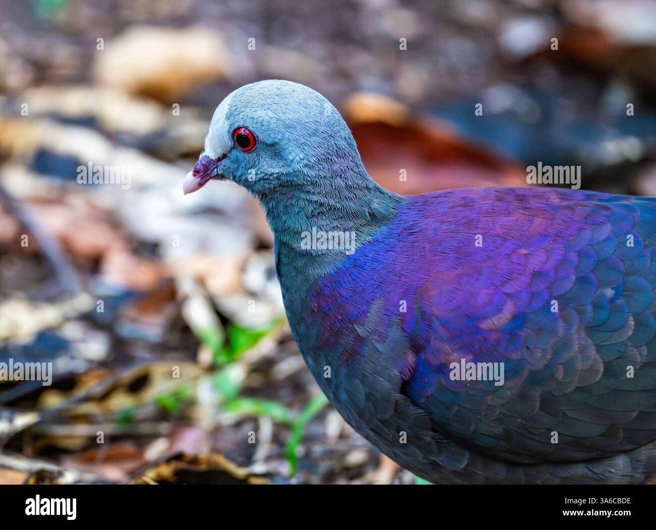 Une colombe à fronts gris (Geotrygon caniceps) qui se nourrit en forêt. Cuba. Banque D'Images