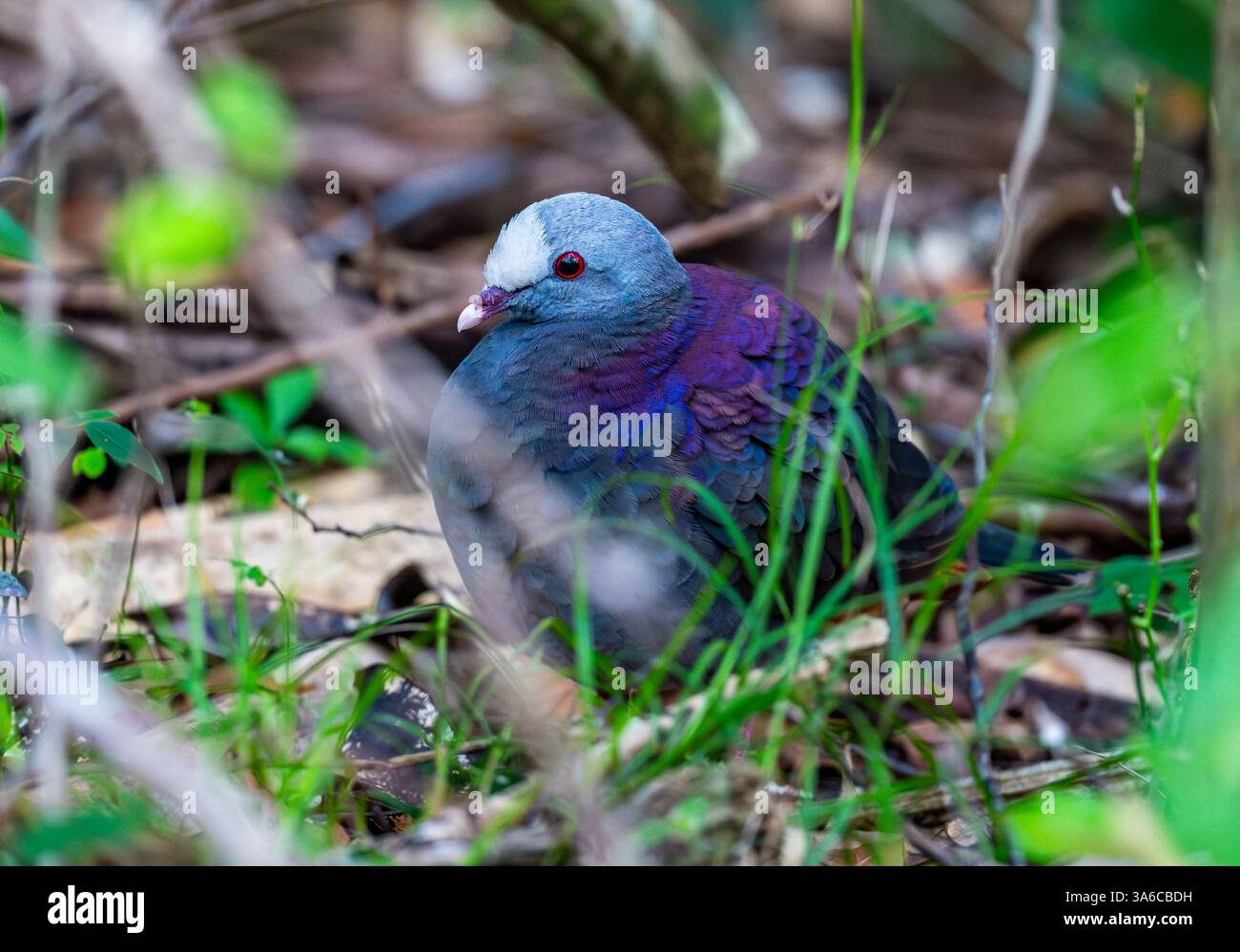 Une colombe à fronts gris (Geotrygon caniceps) qui se nourrit en forêt. Cuba. Banque D'Images