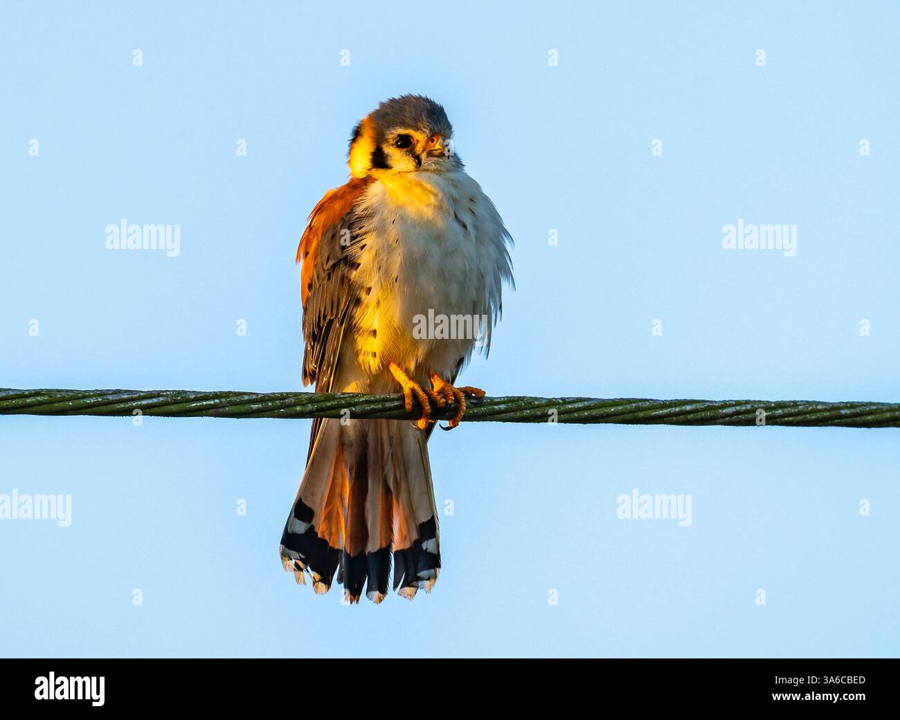 Une sous-espèce locale à ventre blanc de Cestrel américain (Falco sparverius) perchée sur une ligne électrique. Cuba. Banque D'Images