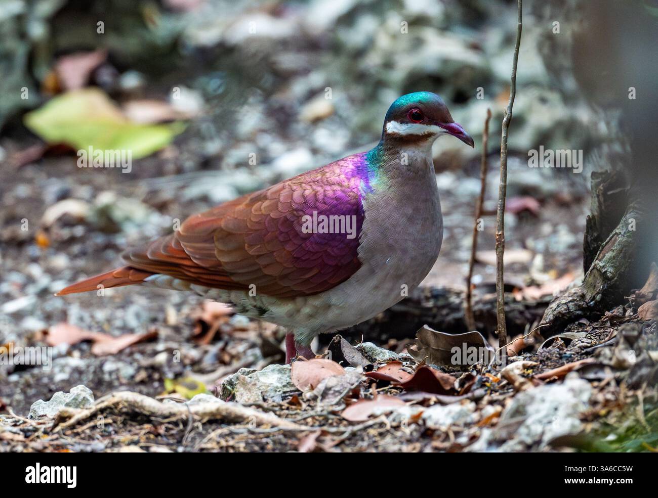 Une colore Key West Quail-Dove (Geotrygon chrysia) qui se nourrit dans la forêt. Cuba. Banque D'Images