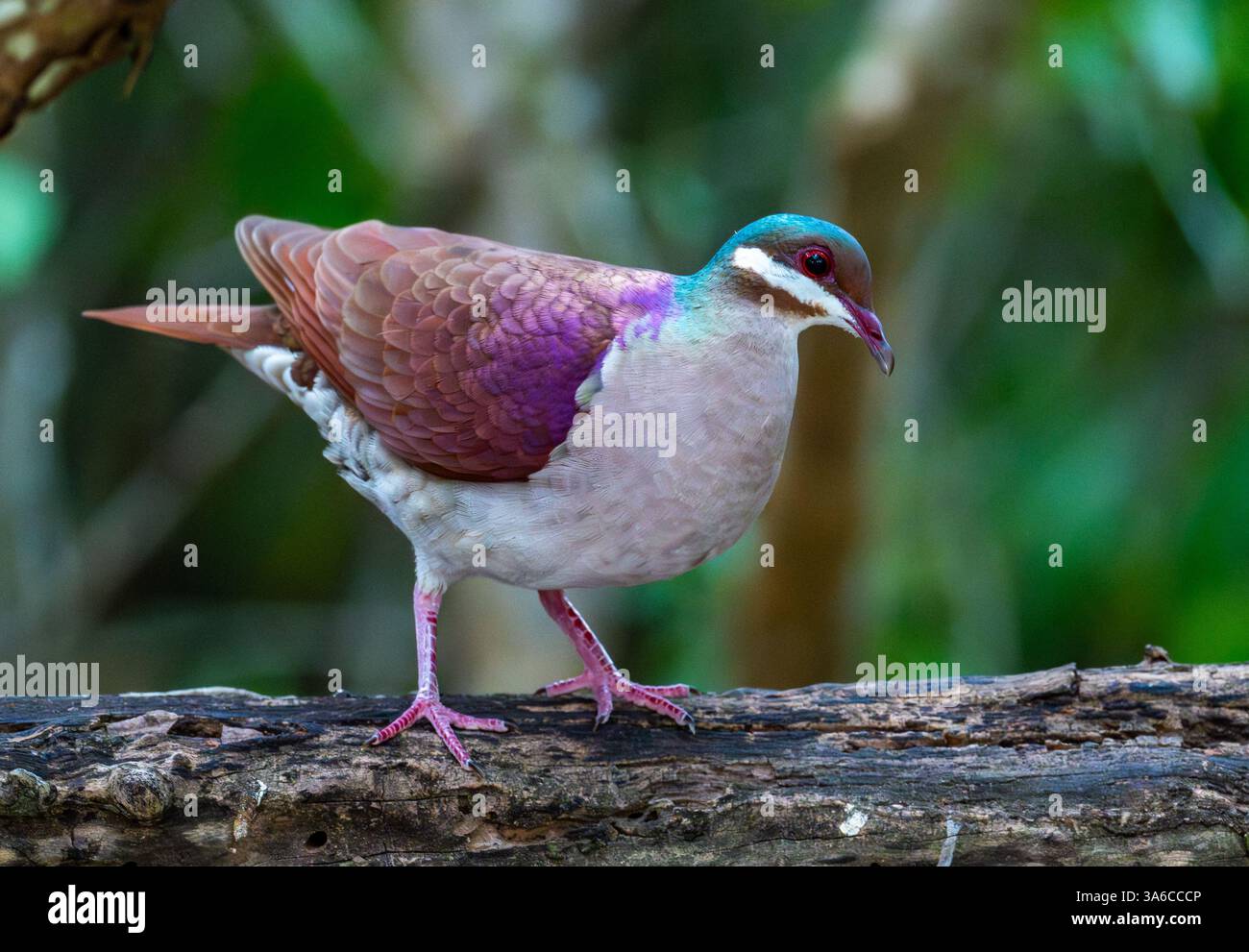 Une colore Key West Quail-Dove (Geotrygon chrysia) qui se nourrit dans la forêt. Cuba. Banque D'Images