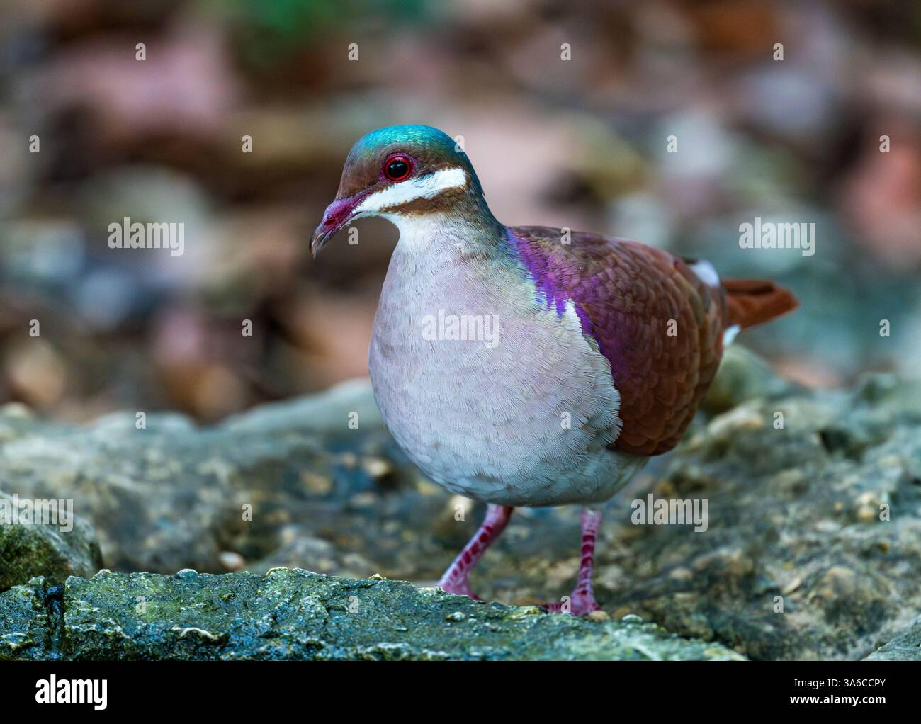 Une colore Key West Quail-Dove (Geotrygon chrysia) qui se nourrit dans la forêt. Cuba. Banque D'Images