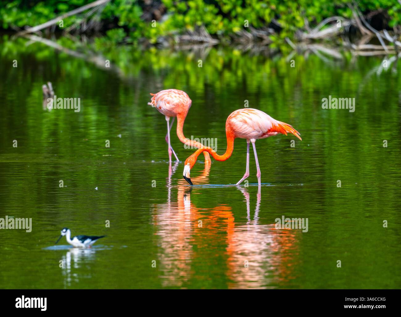 Une paire de Flamingos américains (Phoenicopterus ruber) dans un lac. Cuba. Banque D'Images