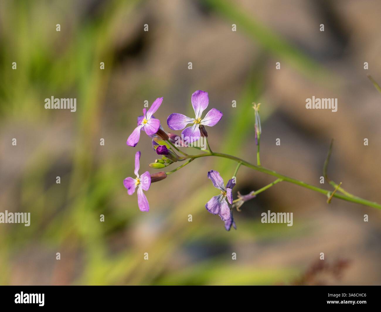 Gros plan sur les fleurs de Raphanus caudatus. Banque D'Images