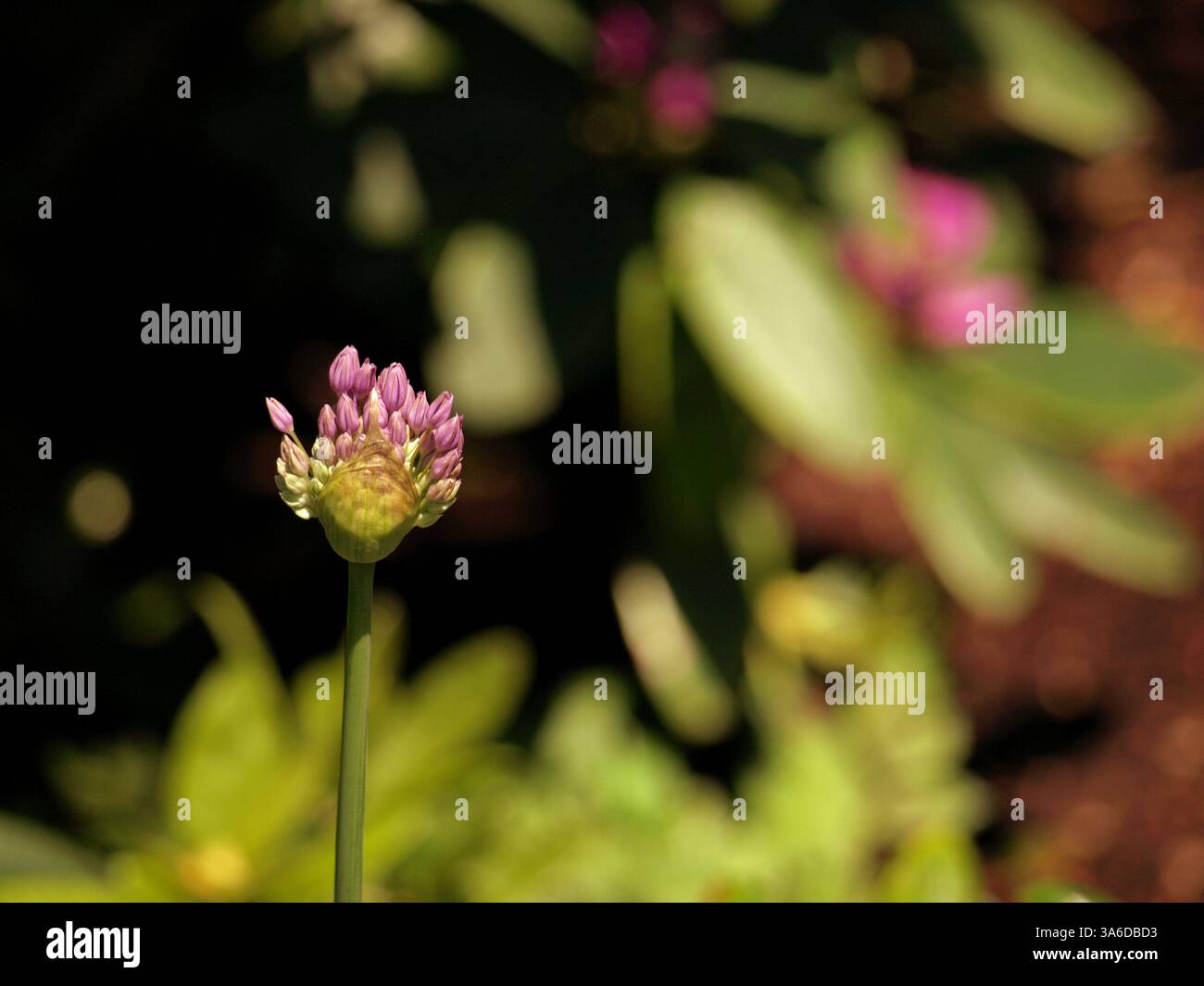 Trèfle rouge, est une espèce herbacée de plante à fleurs de la famille des haricots, Fabaceae. (Wiki) Banque D'Images
