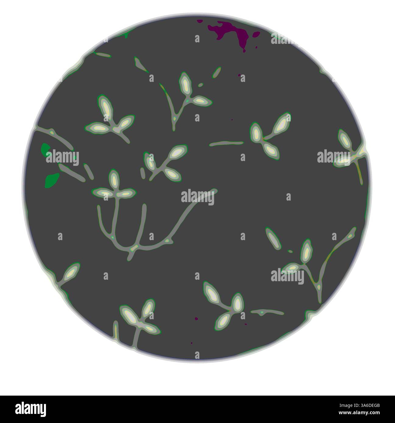 Un design circulaire avec des motifs végétaux délicats et stylisés avec des contours doux et de couleur claire sur un fond sombre, créant un motif harmonieux et organique. Art classique avec une touche moderne réinventé par Artotop Banque D'Images