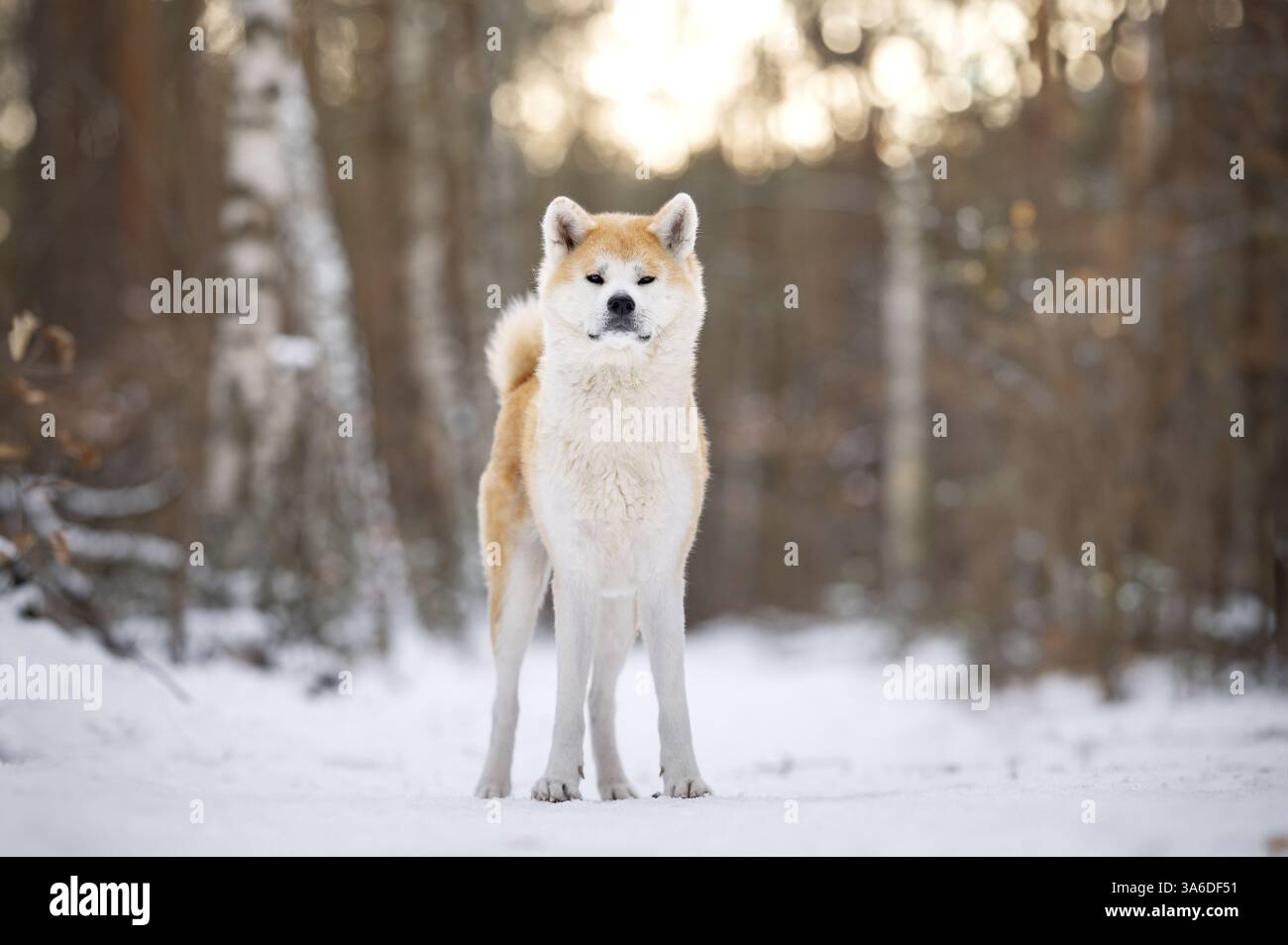 Akita Inu Banque D'Images Akita Inu Banque D'Images