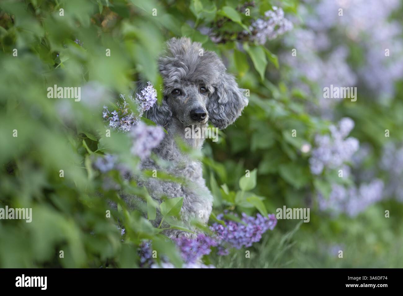 Caniche standard royale Banque D'Images Caniche standard royale Banque D'Images