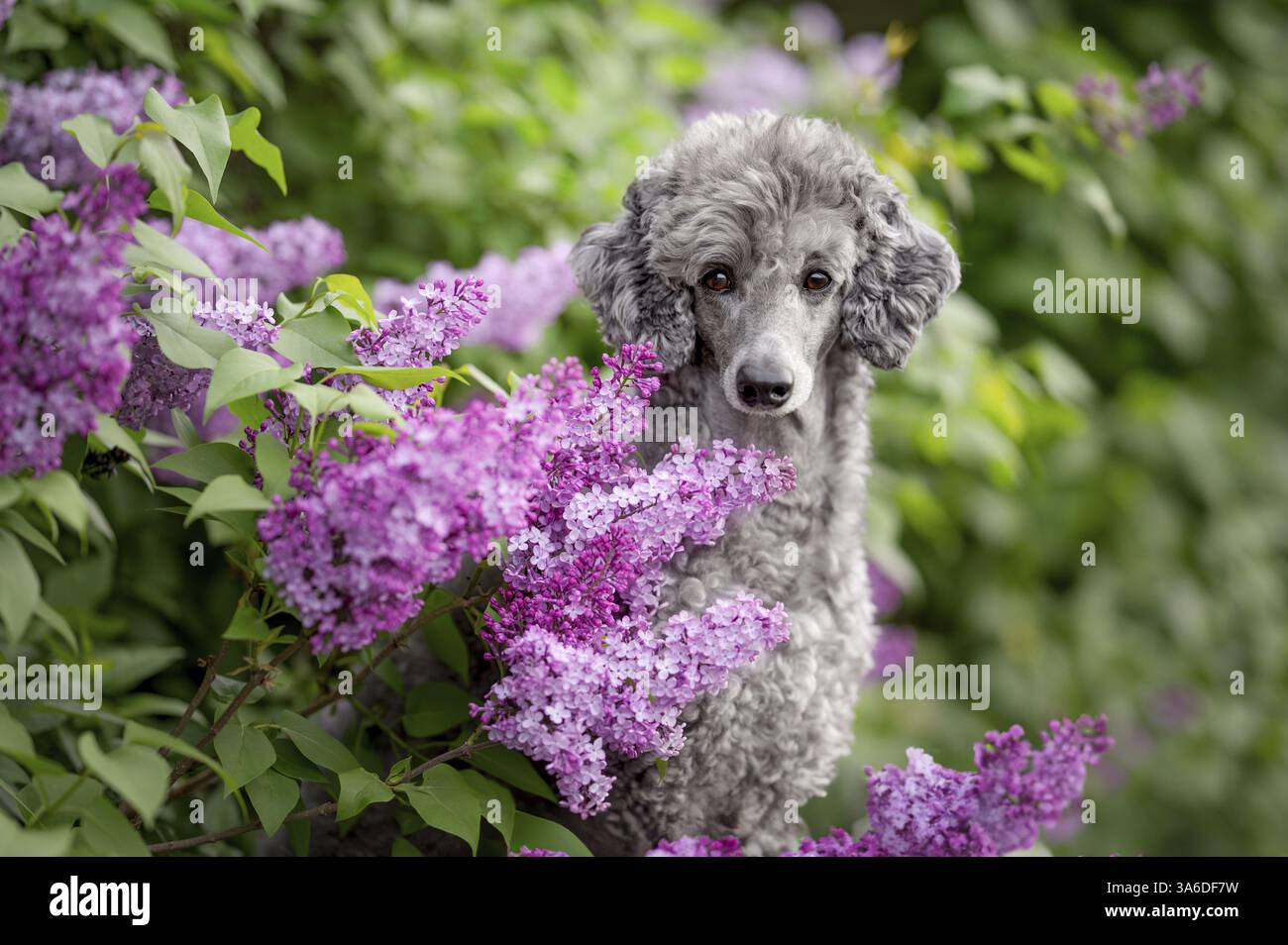 Caniche standard royale Banque D'Images Caniche standard royale Banque D'Images