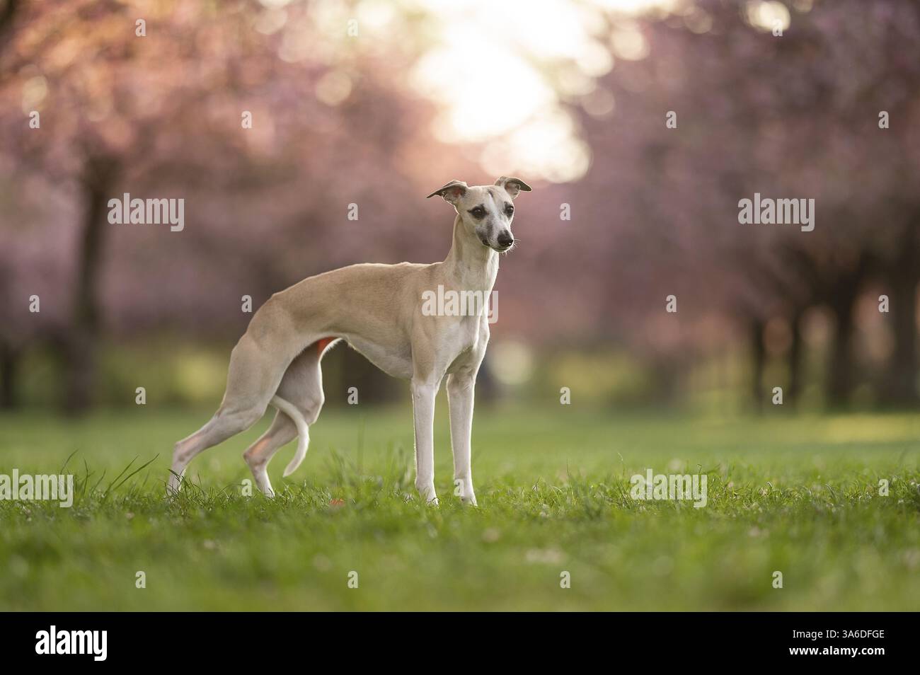 Whippet Banque D'Images Whippet Banque D'Images