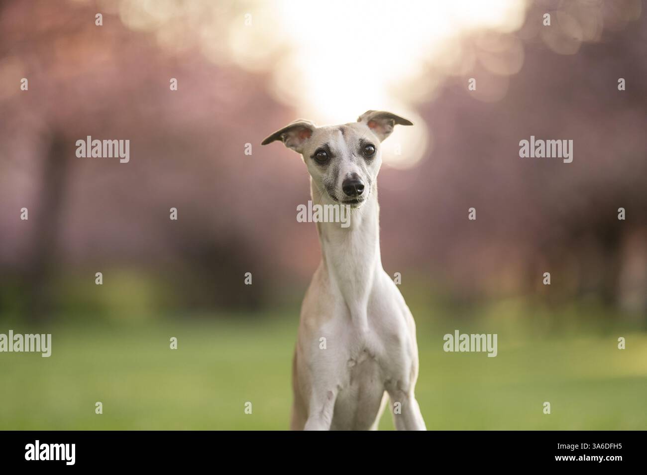 Whippet Banque D'Images Whippet Banque D'Images