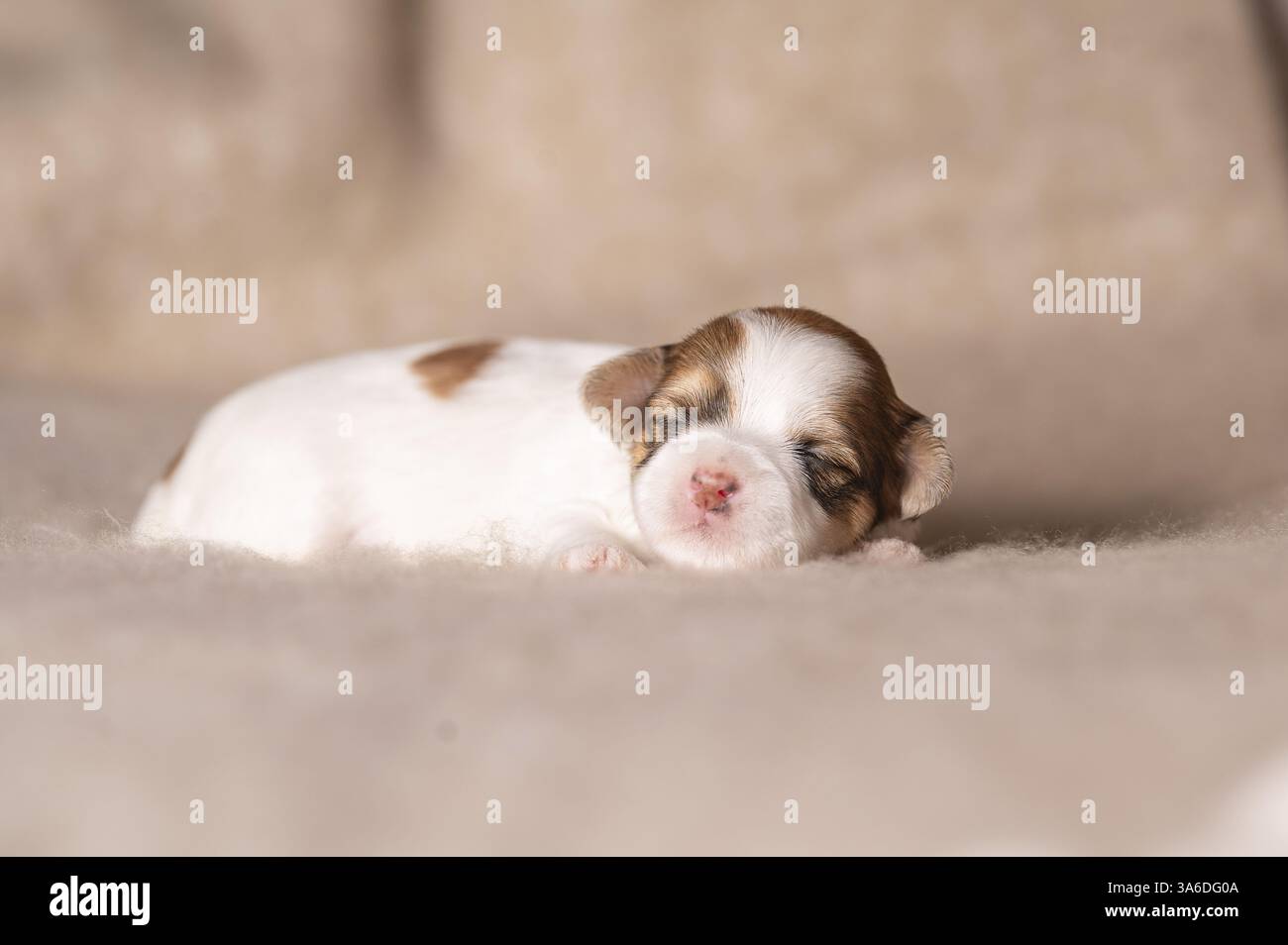 Chiot bichon havanais Banque D'Images Chiot bichon havanais Banque D'Images