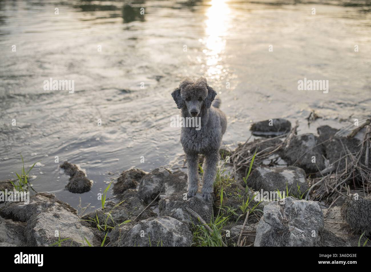 caniche standard Banque D'Images caniche standard Banque D'Images