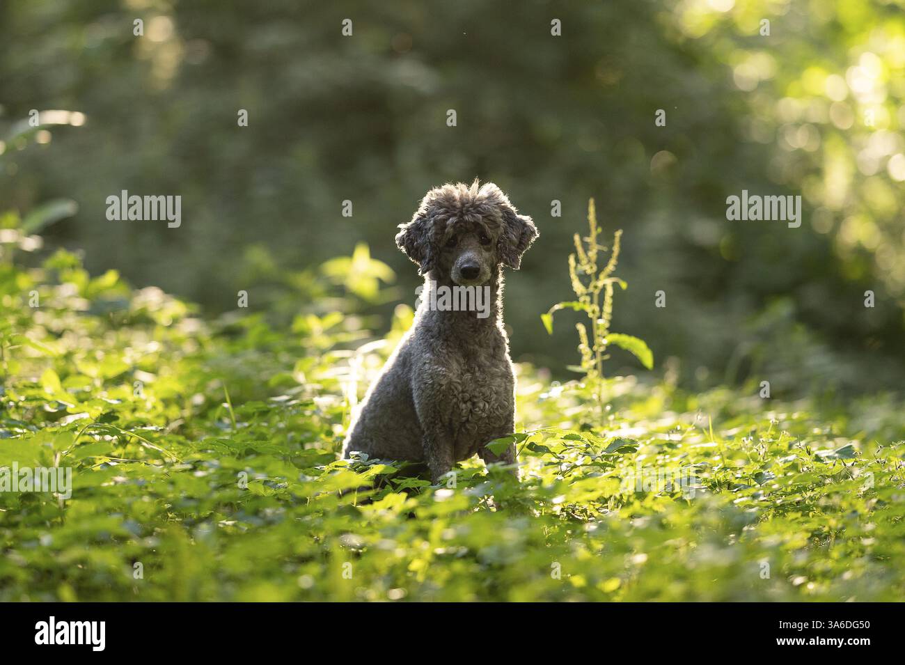 caniche standard Banque D'Images caniche standard Banque D'Images