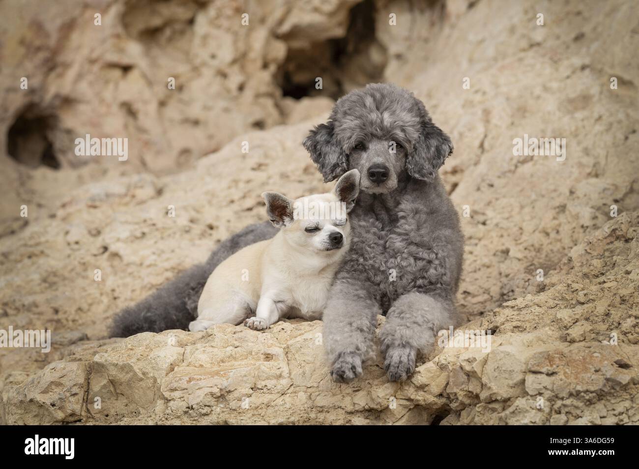 Caniche standard et Chihuahua Banque D'Images Caniche standard et Chihuahua Banque D'Images