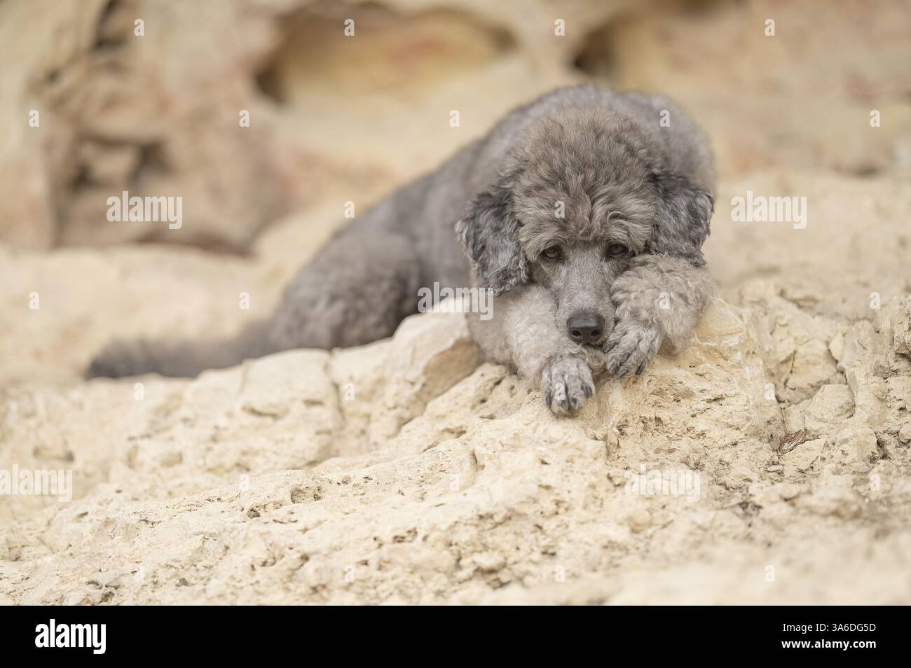 caniche standard Banque D'Images caniche standard Banque D'Images