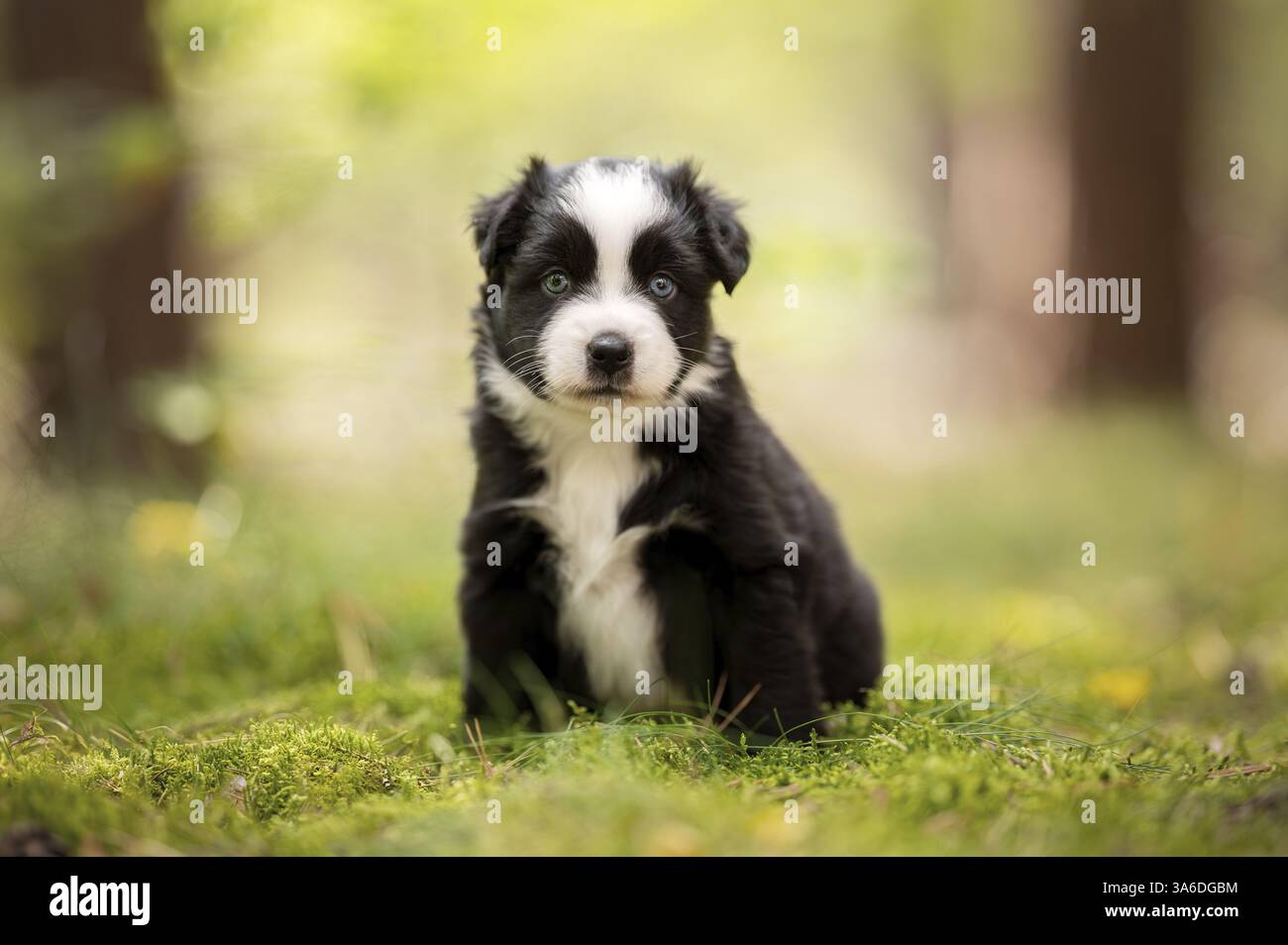 Chiot berger australien miniature de 4 semaines Banque D'Images Chiot berger australien miniature de 4 semaines Banque D'Images