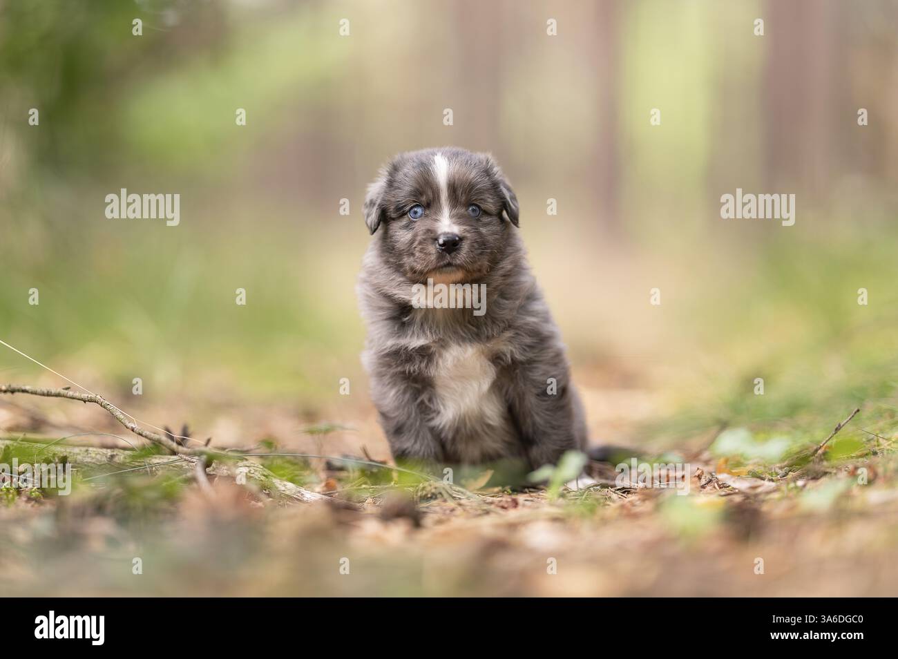 Chiot berger australien miniature de 4 semaines Banque D'Images Chiot berger australien miniature de 4 semaines Banque D'Images
