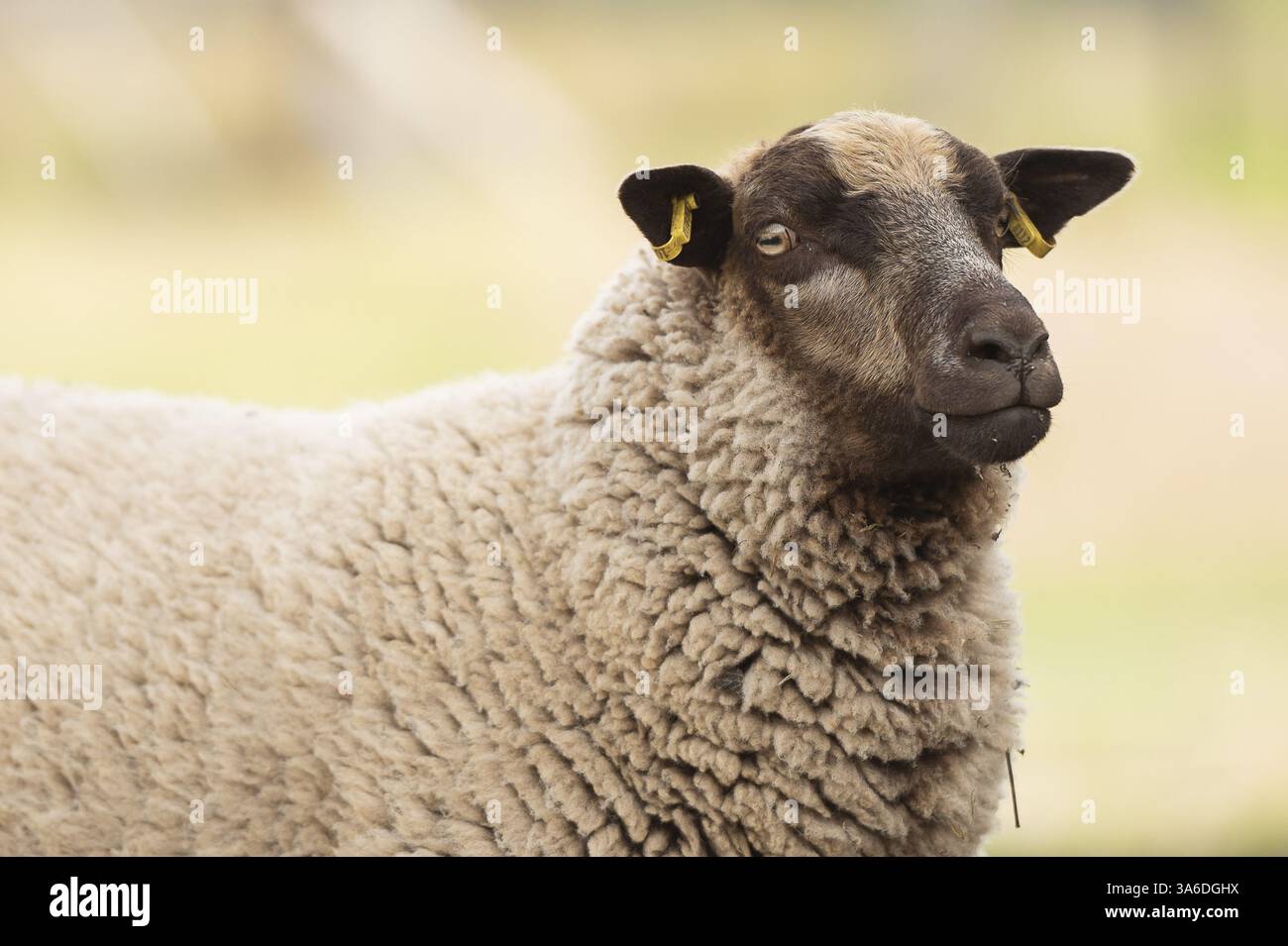 Moutons Shetland Banque D'Images Moutons Shetland Banque D'Images