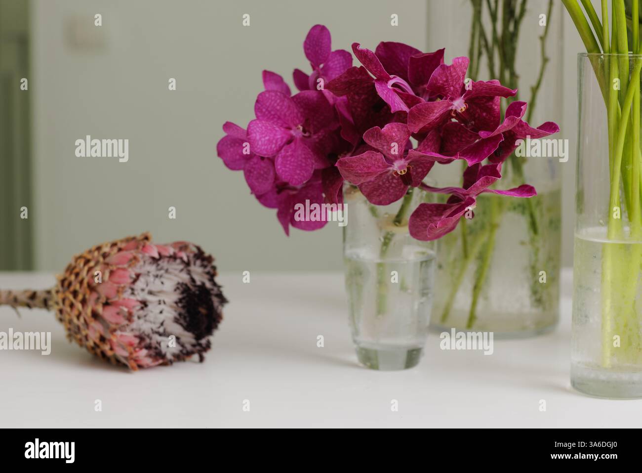 Nature morte florale élégante avec des orchidées violettes vibrantes dans un vase en verre et une fleur protéa séchée sur une table blanche, créant une esthétique sereine, des fleurs Banque D'Images