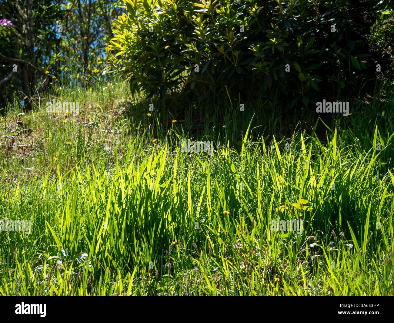 Verdure luxuriante dans le Parque Florestal das Queimadas près du village de Santana. Santana est situé sur la côte nord de Madère. Banque D'Images