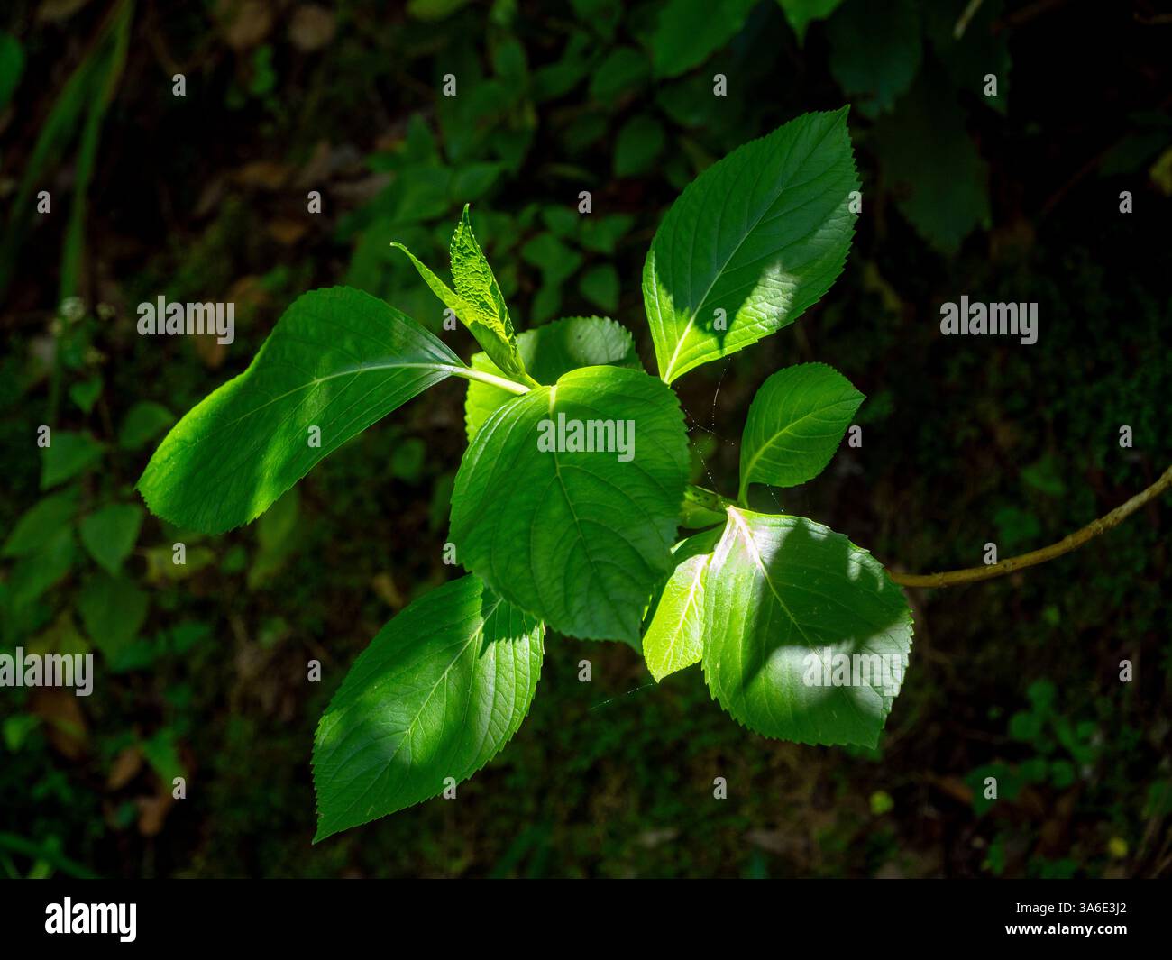 Verdure luxuriante dans le Parque Florestal das Queimadas près du village de Santana. Santana est situé sur la côte nord de Madère. Banque D'Images