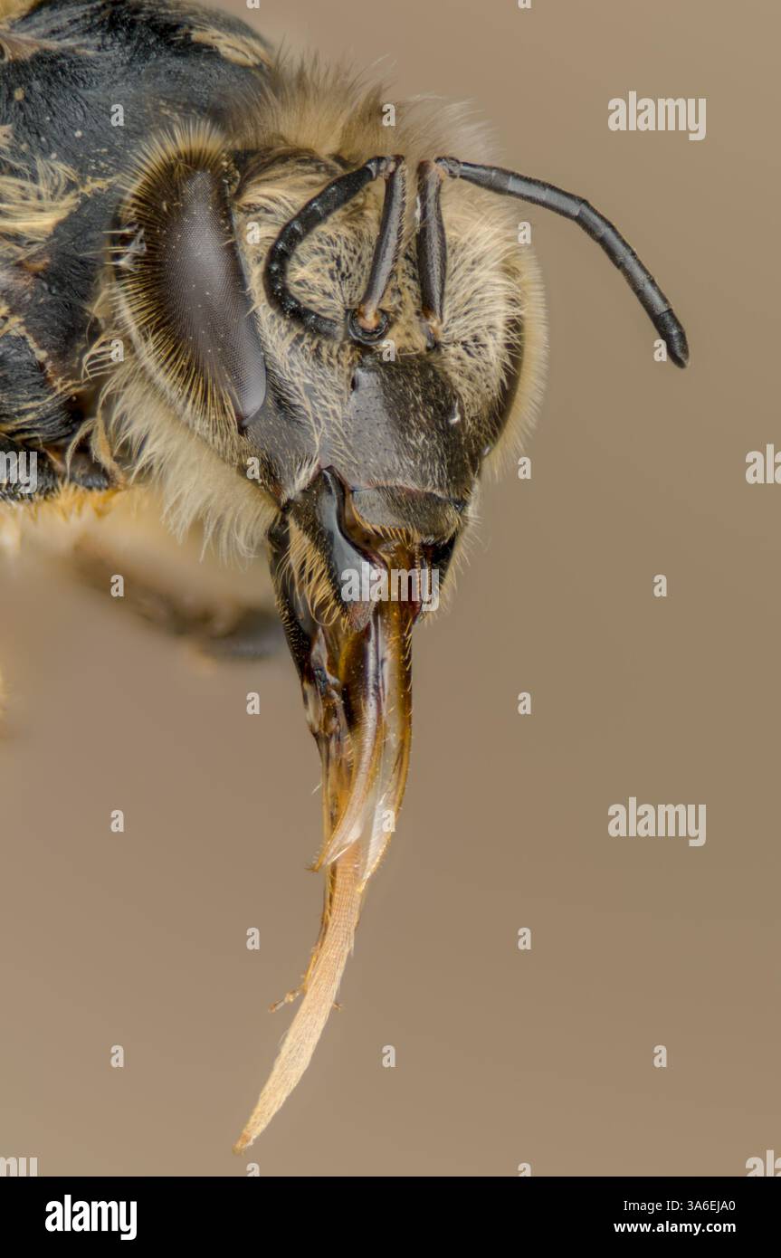 Tête et langue d'une abeille dans une macro image, langue d'une abeille dans une macro photographie Banque D'Images