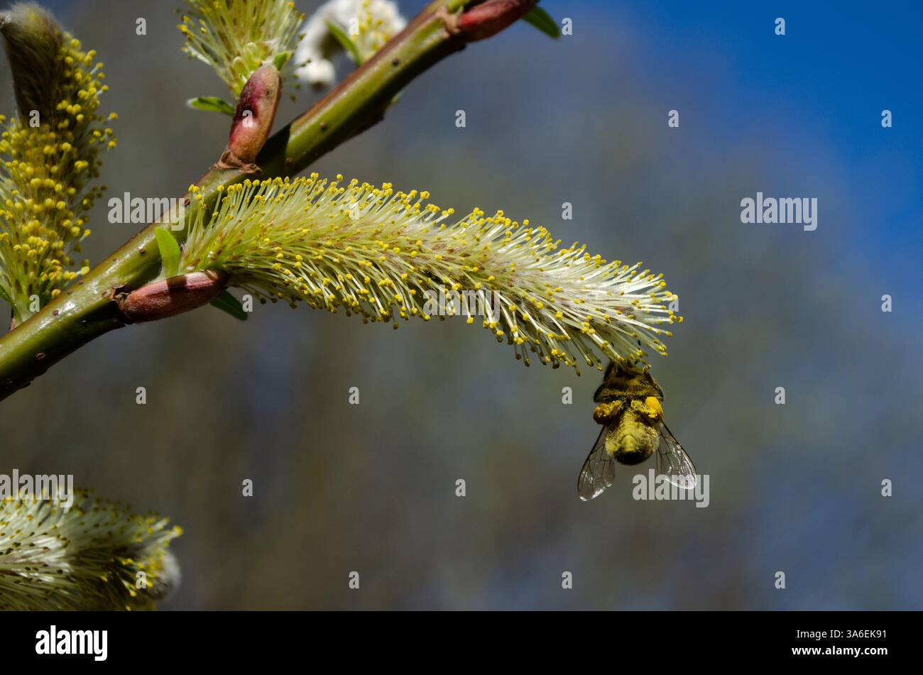 Les abeilles à miel arrachent le pollen de leurs pattes arrière, les abeilles à miel ruches pollen Banque D'Images